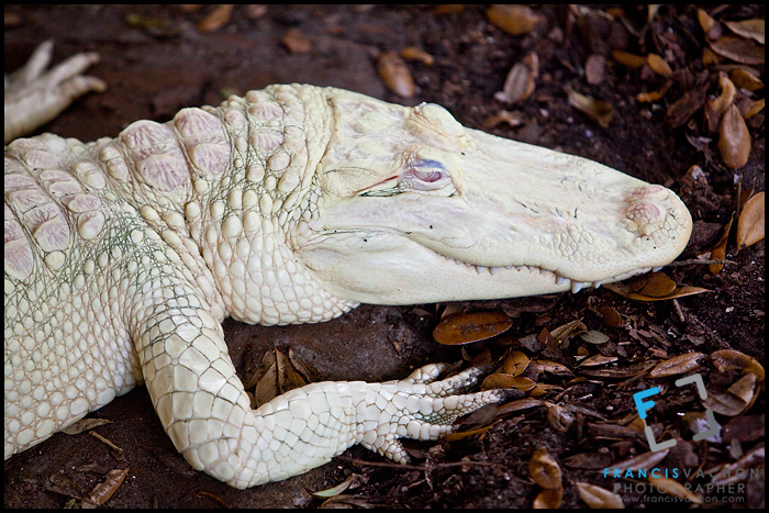 Albino Alligator, St. Augustine Alligator farm Zoological Park