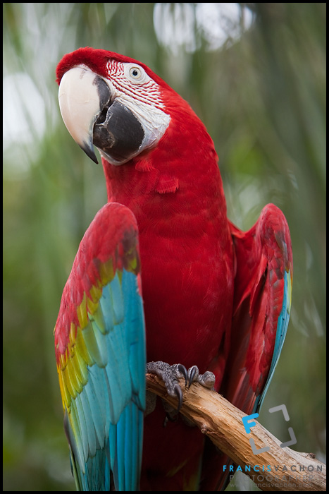 A green winged macaw, St. Augustine Alligator farm Zoological Park
