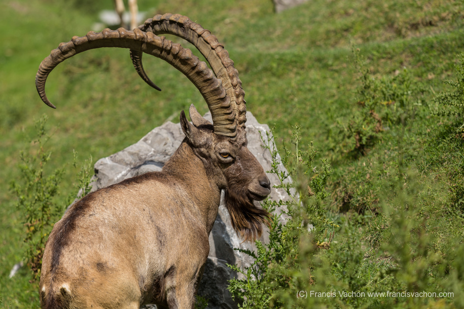 Yanghir (Siberian ibex)