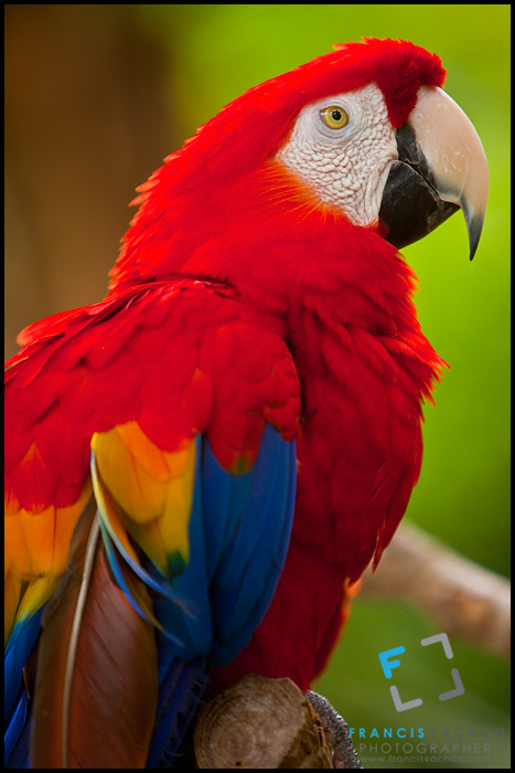 A scarlet macaw, St. Augustine Alligator farm Zoological Park