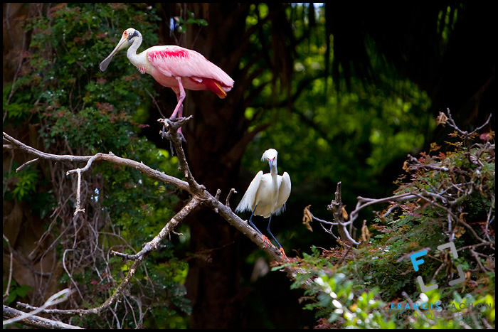 Roseate spoonbill and snowy egret, St. Augustine Alligator farm Zoological Park