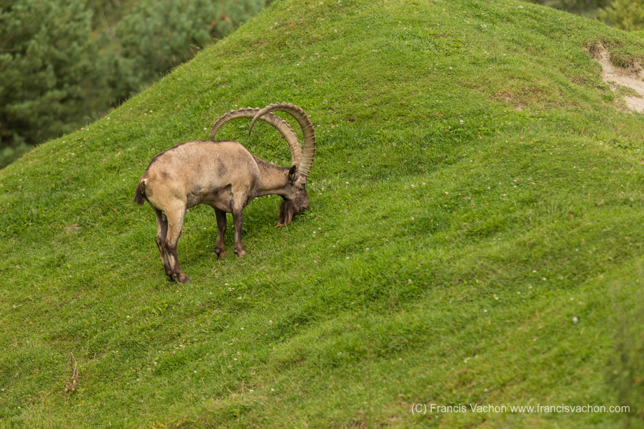 Yanghir (Siberian ibex)