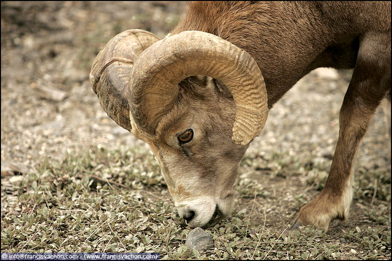  Bighorn sheep (mouflons d'Amérique)