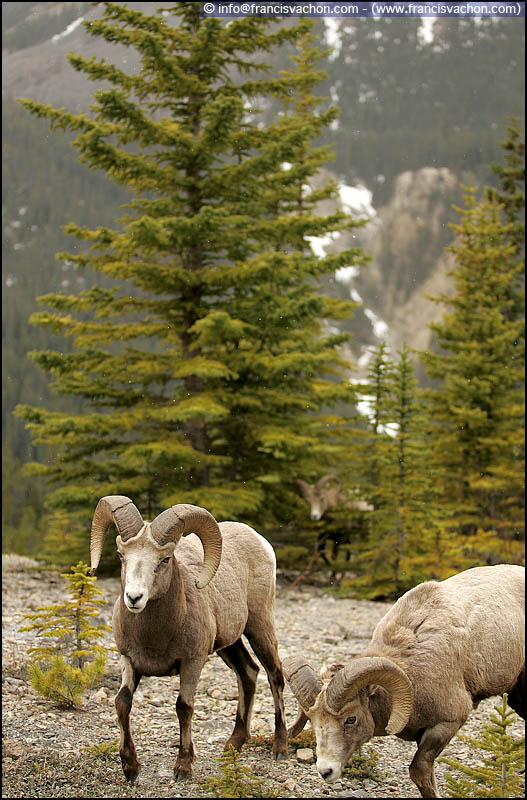 Bighorn sheep (mouflons d'Amérique)